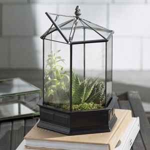 H. Potter Terrarium 🌱